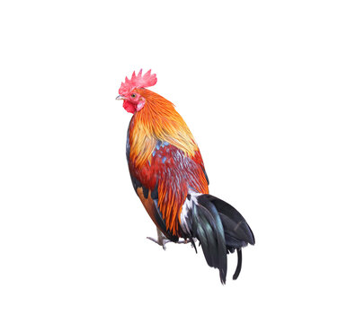 Cock single isolated on white background , clipping path