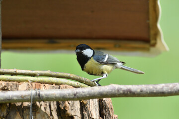 Portrait of a great tit on a feeder rack full of seeds in the garden