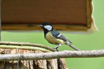 Portrait of a great tit on a feeder rack full of seeds in the garden