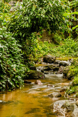 Fototapeta na wymiar Small stream flowing through rainforest.