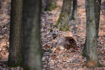 European Roe Deer - Capreolus capreolus, common deer from European forests, woodlands and meadows, Czech Republic.