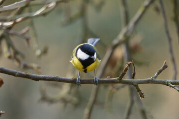 Great Tit with sunflower in beak sitting on a branch in the garden