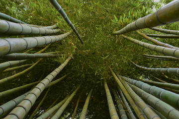 Bambù Foglie