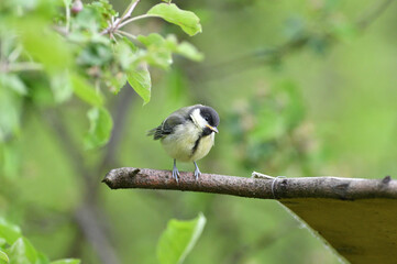 Great Tit with sunflower in beak sitting on a branch in the garden