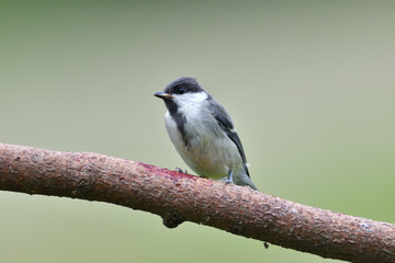 Great Tit with sunflower in beak sitting on a branch in the garden