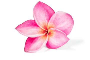 Fototapeta na wymiar Single Pink frangipani flowers or plumeria on white background , isolated