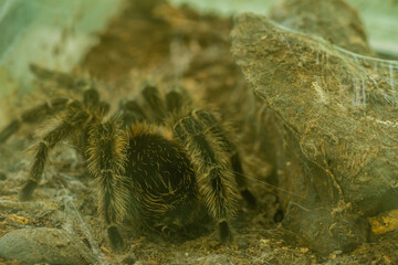 Closeup of tarantula in aquarium.