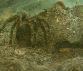 Closeup of tarantula in aquarium.