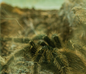Closeup of tarantula in aquarium.