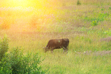 brown cow grazing in a meadow