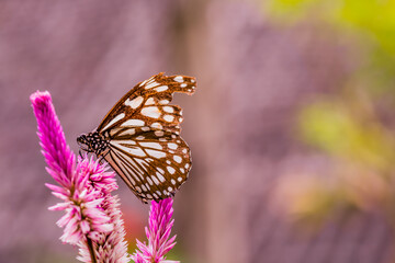 Fototapeta na wymiar Brown and white butterfly on flower
