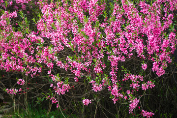 Spring in Uzhgorod. The branches and flowers are blooming. Greens and purples, pinks. Bushes and trees. Spring mood. Rich and vibrant color. Romance.