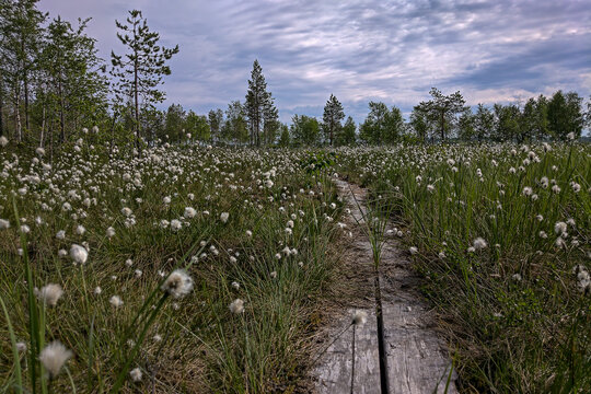 This Lapponian duckboard goes through a marshland with plenty of cottontail grass flowers. Yll&auml;slompolo, Kolari, Finland.