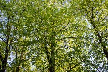 Obraz premium Green trees against the sky