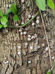 some bug eggs on the tree trunk in the garden in spring
