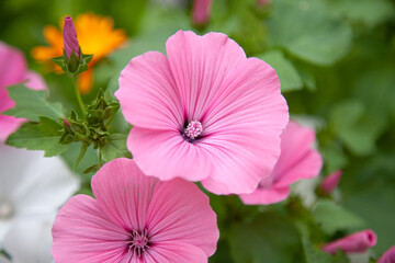 Blooming pink mallow flowers (Malva alcea, cut-leaved mallow, vervain mallow or hollyhock mallow) in summer garden