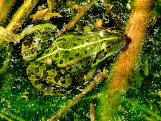 common water frog in a pond in Germany