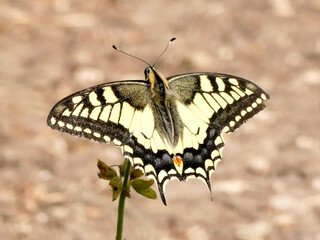 Fototapeta premium swallowtail butterfly in summer in Germany