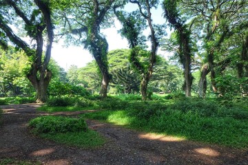 Luxuriant Trees at Djawatan Benculuk.