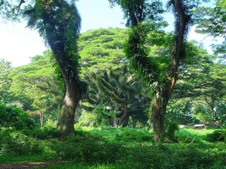 Lush Tree at Djawatan Benculuk