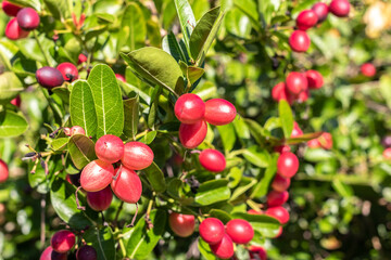 Carissa carandas or carandas plum, Mango yawning lemon boo fruit, herbal benefit as medicine fruit on tree.