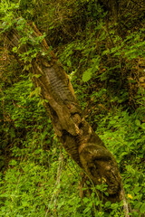 Remains of old totem pole
