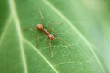 ant on leaf