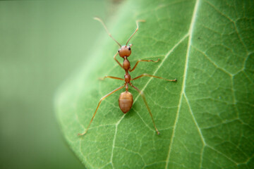 ant on green leaf