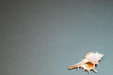small light white and brown ocean shell with thorns on an embossed blue-green background close-up in the lower right corner of the image