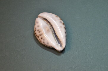 mediterranean marble seashell white with dark round spots, top view on embossed blue-green background