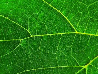 green leaf close up. The texture is ecological. Nature background. Blank for the designer. Grape leaves
