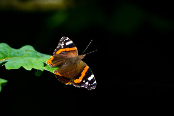 Rusałka admirał na liściu. Portret dziennego motyla w naturalnym środowisku
