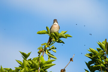 Cierniówka na czubku gałęzi w naturalnym środowisku. Dookoła latają owady - potencjalny pokarm niewielkiego ptaka © MatB