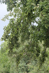 Apfelbaum