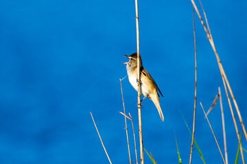 Śpiewający trzciniak nad wodą. Hałaśliwy ptak na trzcinie