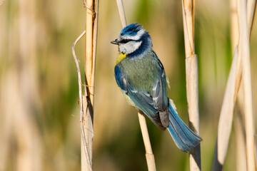 Modraszka na trzcinie. Sikora modraszka - typowy ptak europejskiego krajobrazu