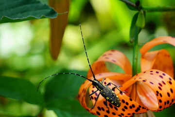 オニユリの花に止まるキボシカミキリ