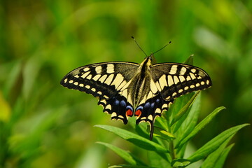 Naklejka premium 翅を広げて草に止まるキアゲハ蝶