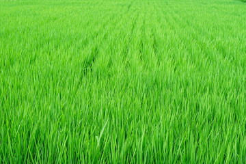 7月になり青々と成長した水田の稲