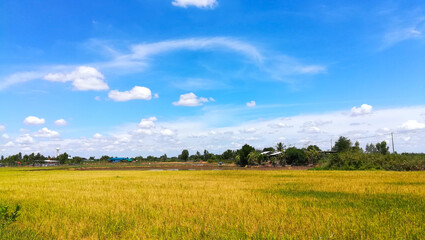 field of grass and blue sky