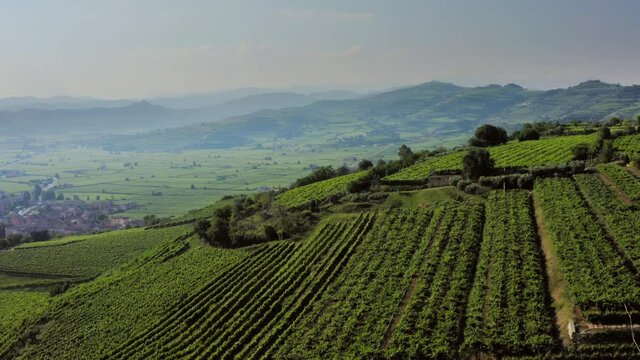 Vineyards in Soave Veneto Italy