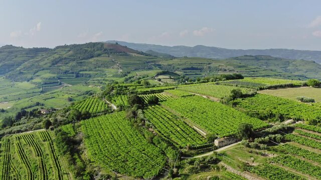 Vineyards in Soave Veneto Italy