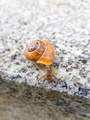 Roman snail (in german Schnirkelschnecke) Helicidae