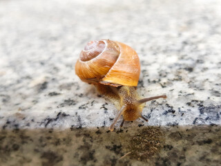 Roman snail (in german Schnirkelschnecke) Helicidae