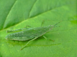 Grasshopper grass (Atractomorpha crenulata) - close up detail of a small green grasshopper