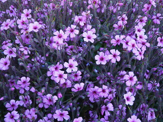 Fototapeta premium purple and violet flowers in the garden of london