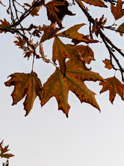 autumn maple leaf