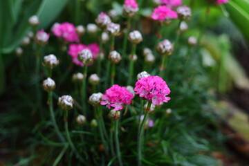 pink flowers in the garden