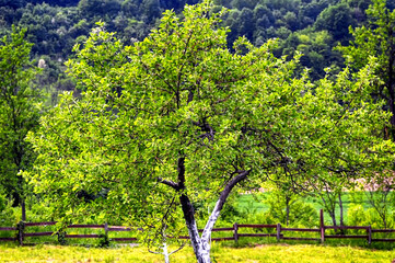 Apple tree in orchard at spring time, country side scene. 