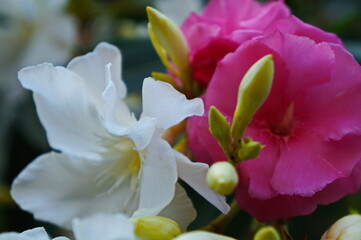 magnolia flower in bloom